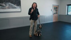 Remote Training Collar Fundamentals