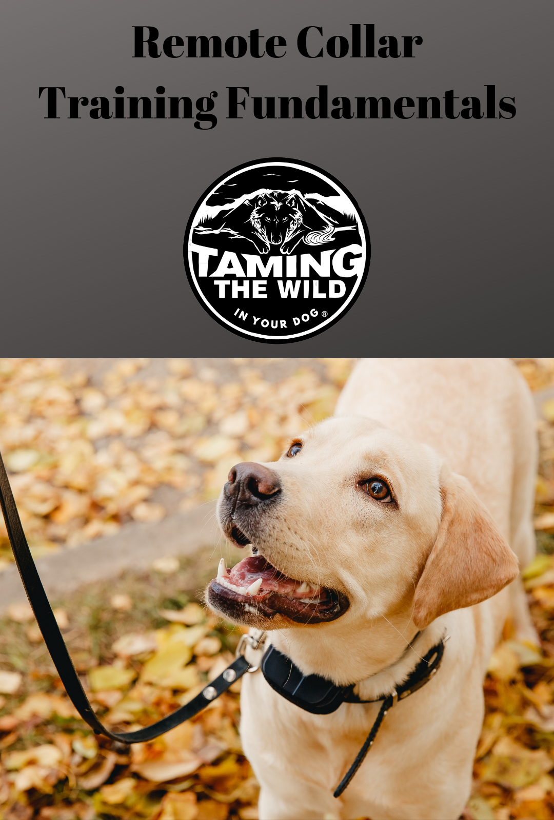 Command collar sales